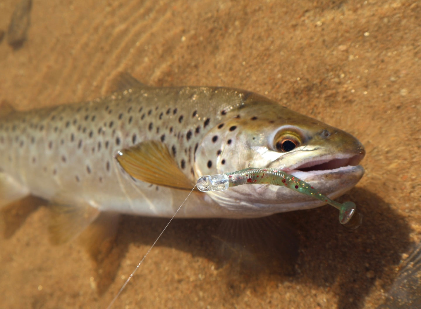 HIKARI HEADS 3/0 (3PK)